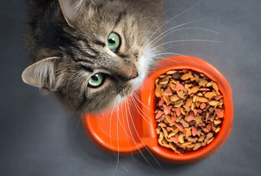 What Are The Top 5 Healthiest Cat Foods The Trend Time